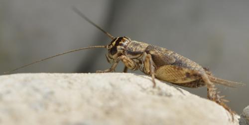 Eumodicogryllus bordigalensis bordigalensis